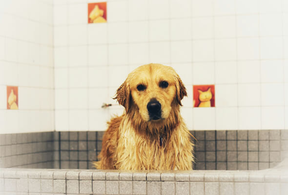 dog having shower