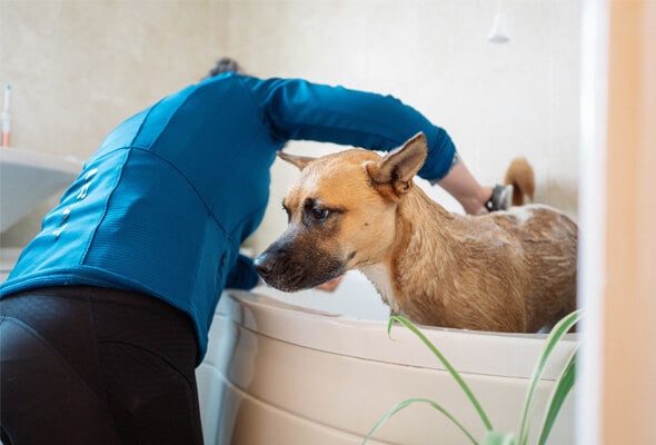 dog shower head