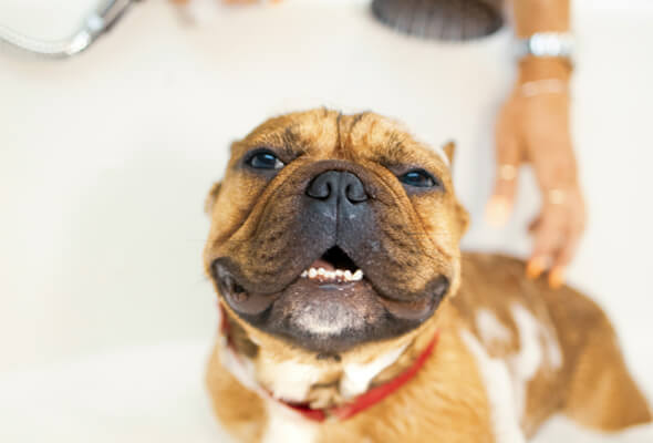 happy dog while having shower