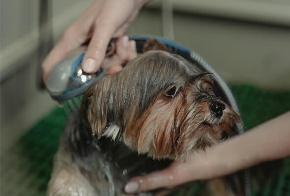 showerhead for dogs