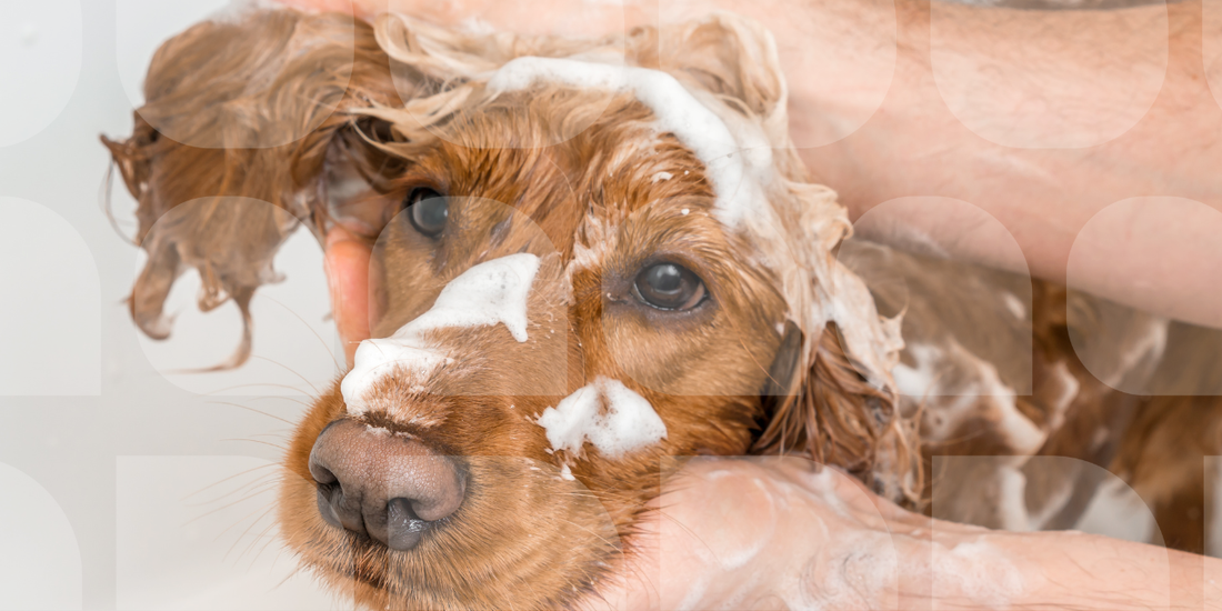 A golden Cocker Spaniel puppy with sad eyes being bathed, its wet fur covered in shampoo lather, held by a person's hands
