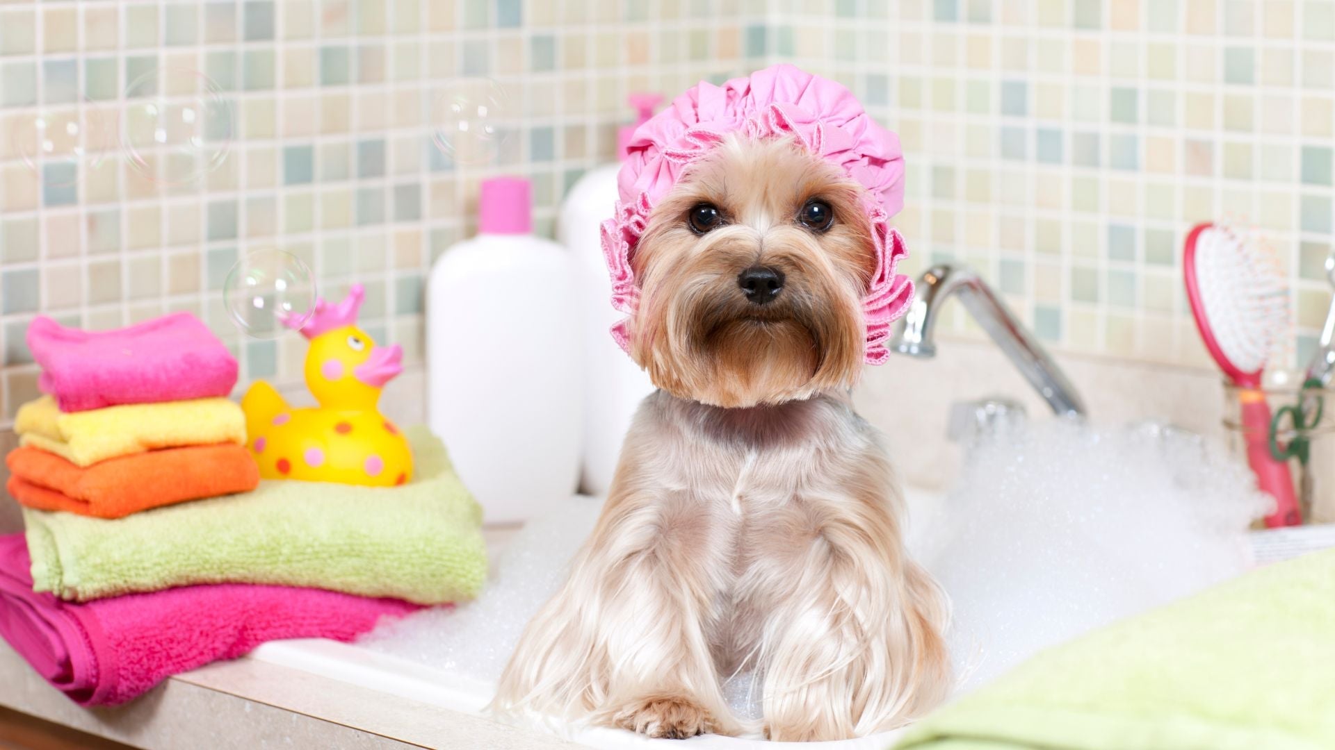 Dog on a bathtub