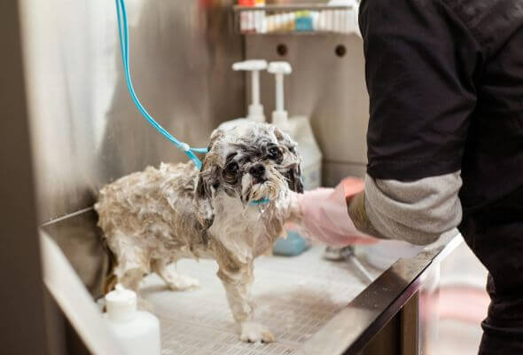 when can you shower a puppy