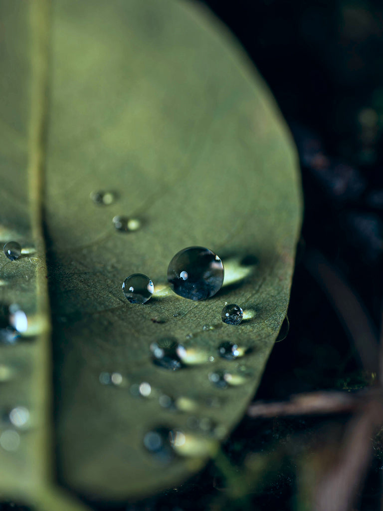 Close-up of water droplets on a leaf with a blurred background