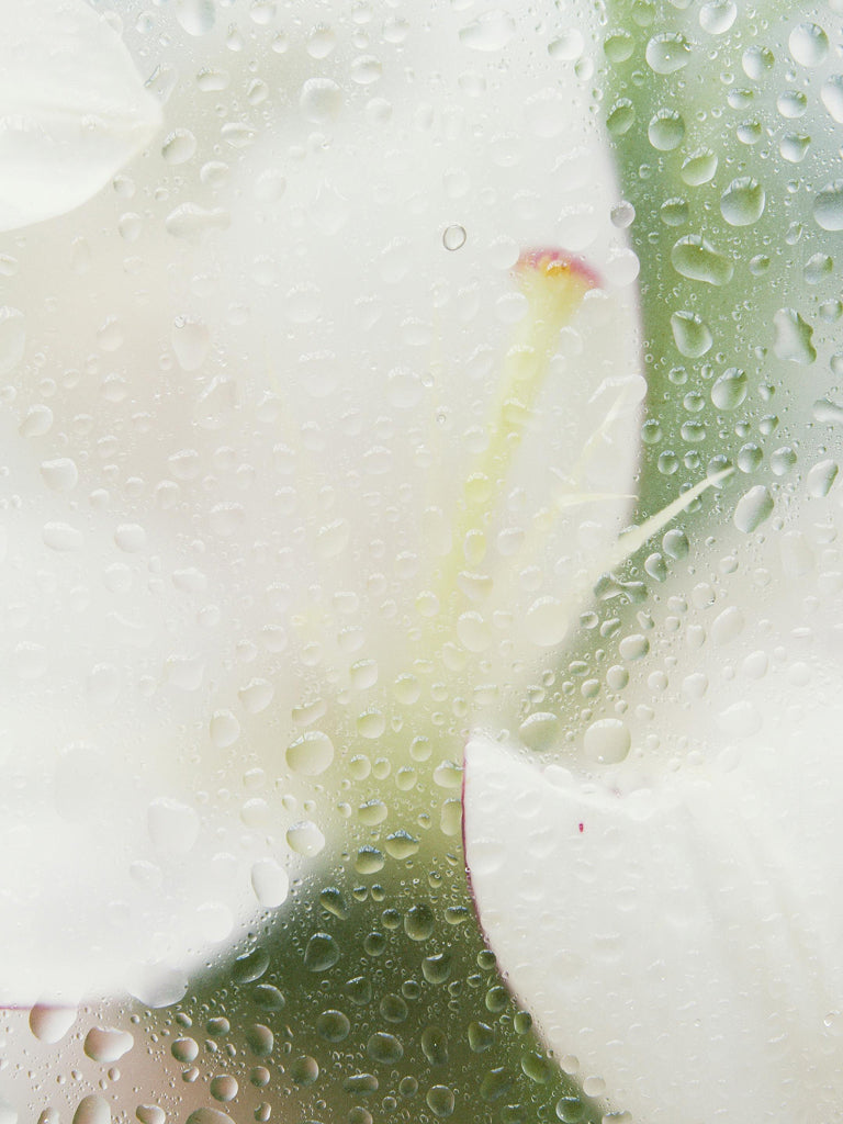 Close-up of a white flower with water droplets on a green background