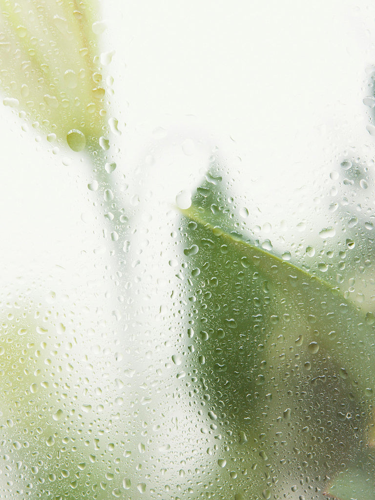 Close-up of a green leaf with water droplets on a transparent surface