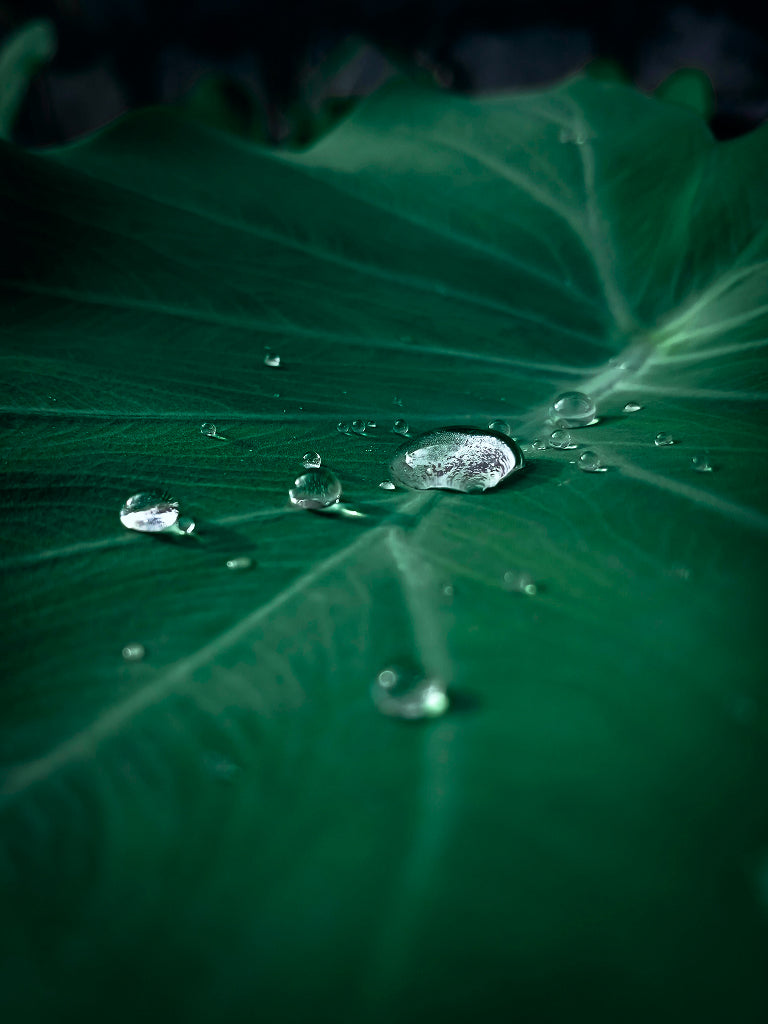 Water droplets on a green leaf with a dark background
