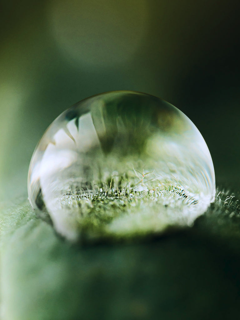 Close-up of a water droplet on a leaf with a blurred green background