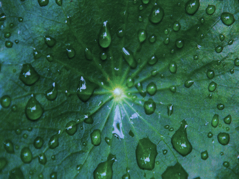 Close-up of a green leaf with water droplets